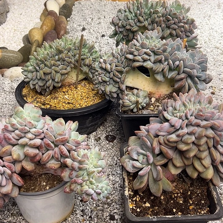 蔬***子5颗奥橙缀，一物一拍