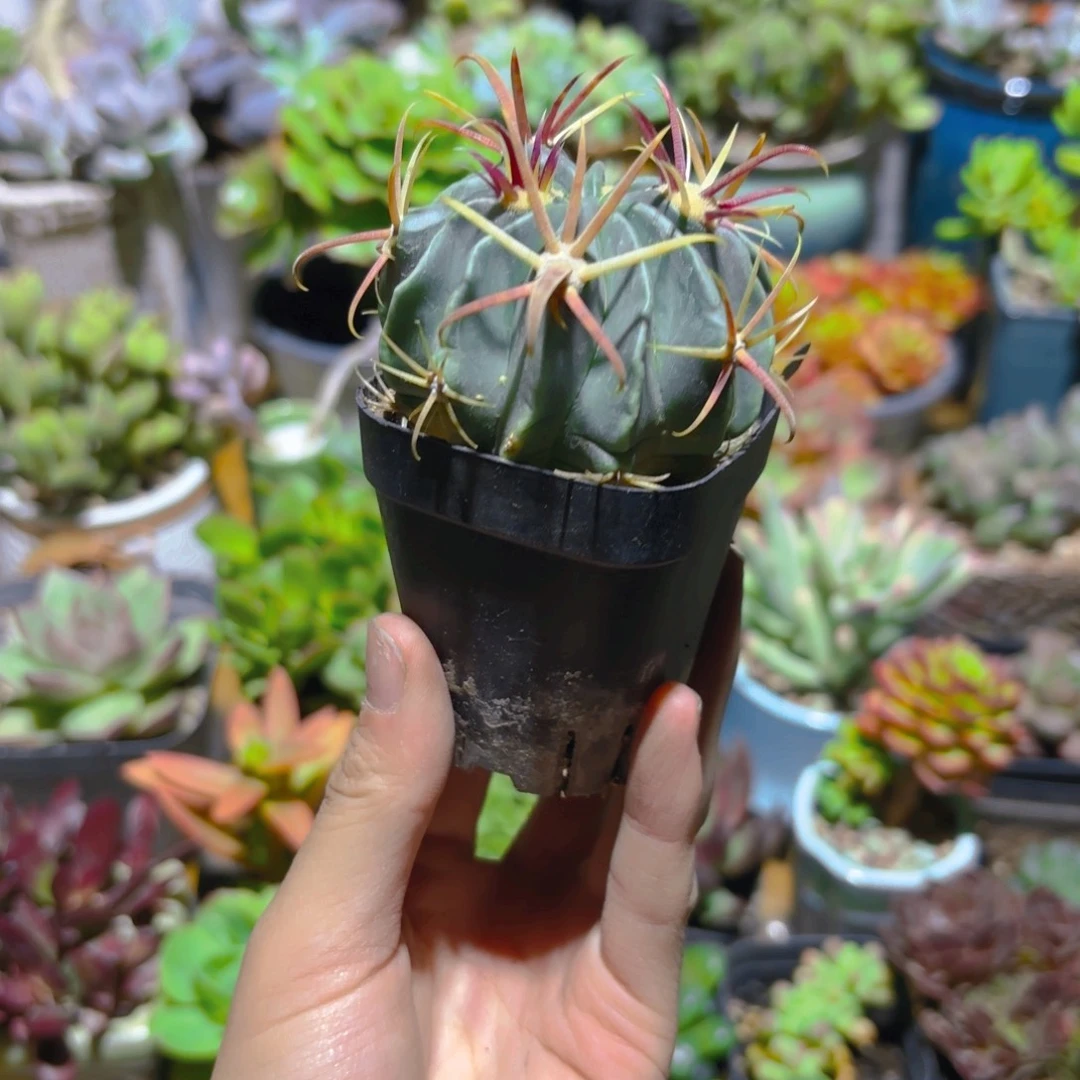 日出仙人球5cm新疆包邮