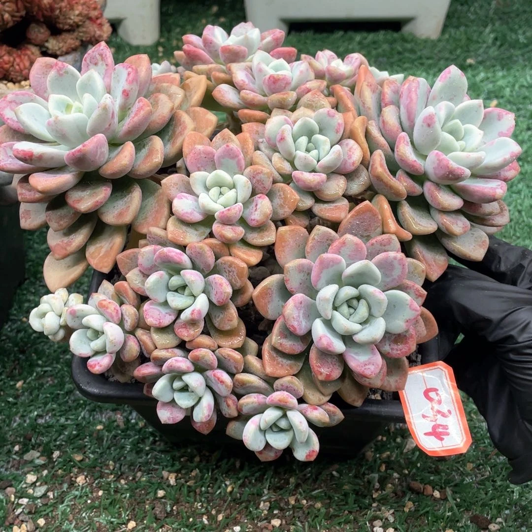 034 一物一拍28包邮非偏远