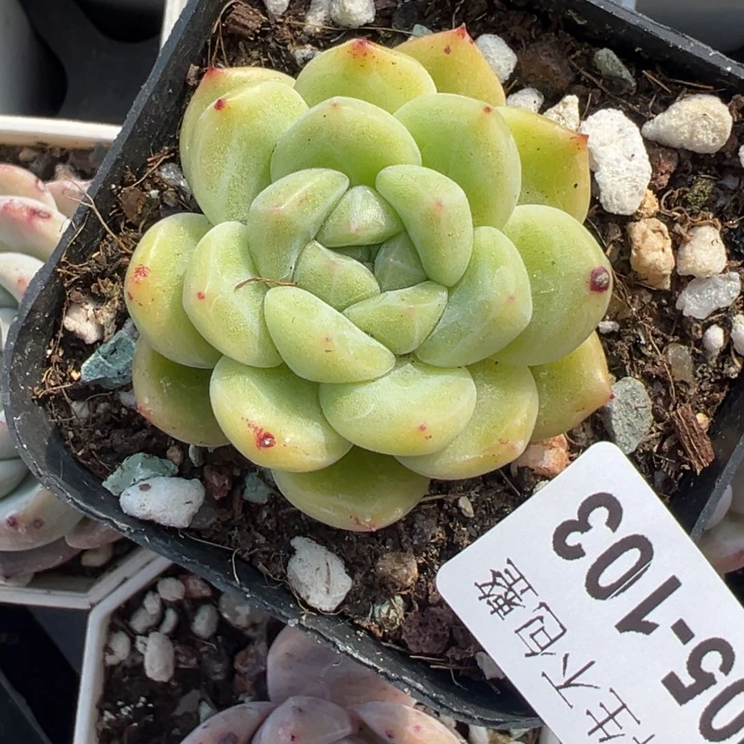 小卡拉米糖心一物一拍5-103