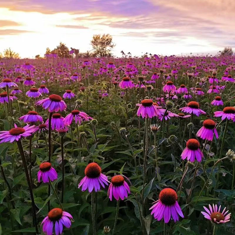 【松果菊种子】易种阳台庭院盆栽地栽南北方四季种植