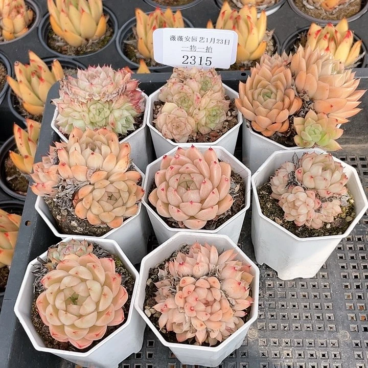 薇薇安园艺多肉2315