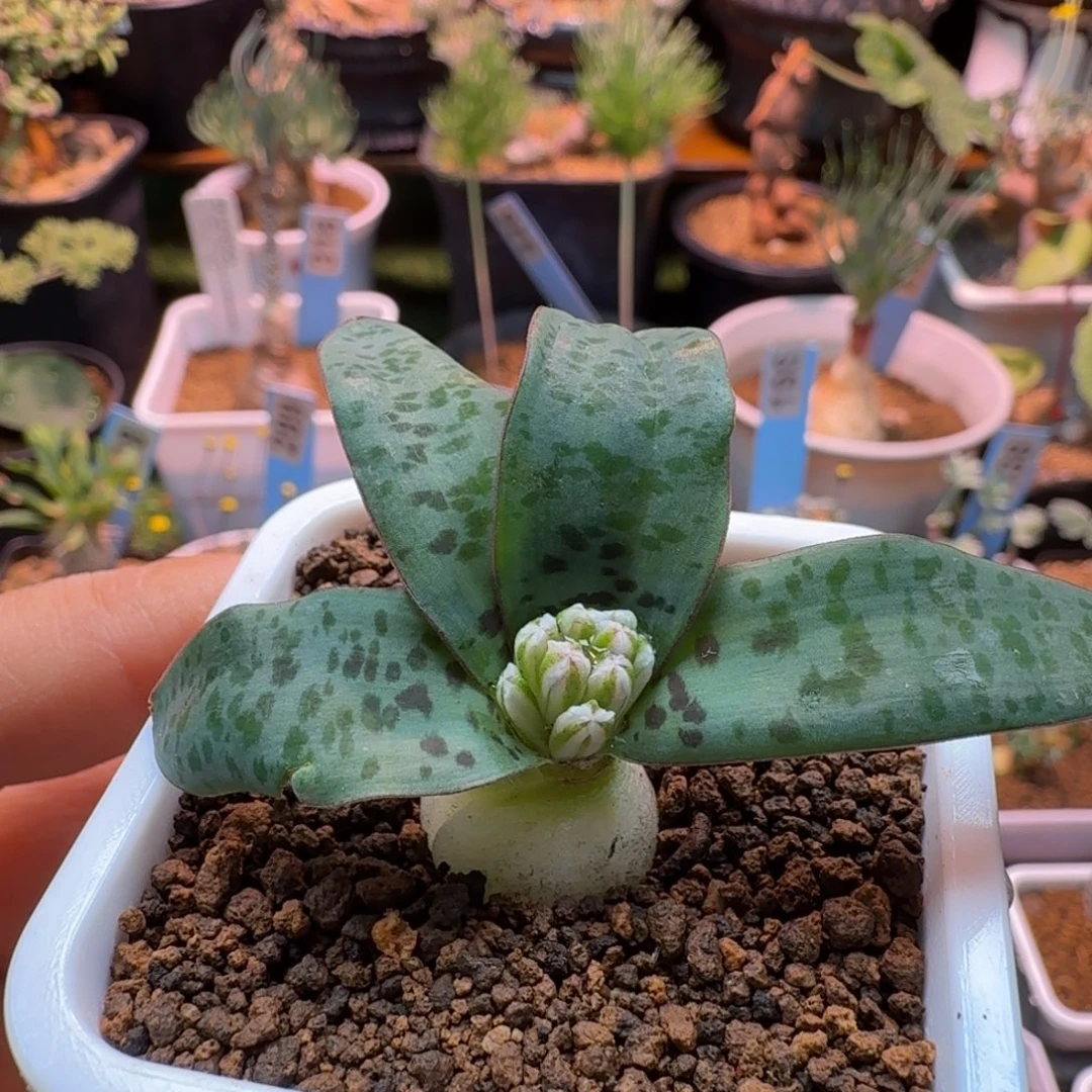 秀丽立金花147 仙人掌