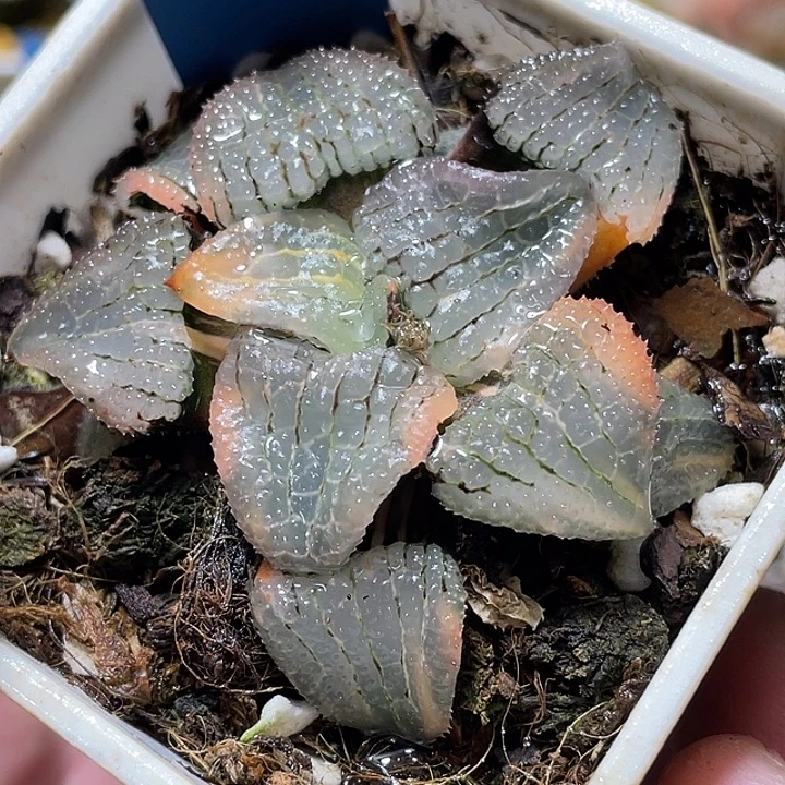 805亚成天空之镜锦福利