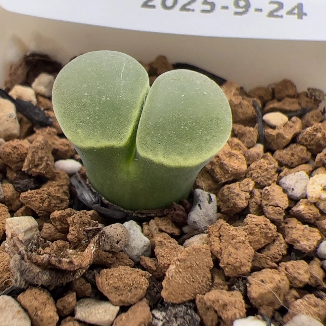 066号 极窗多肉植物