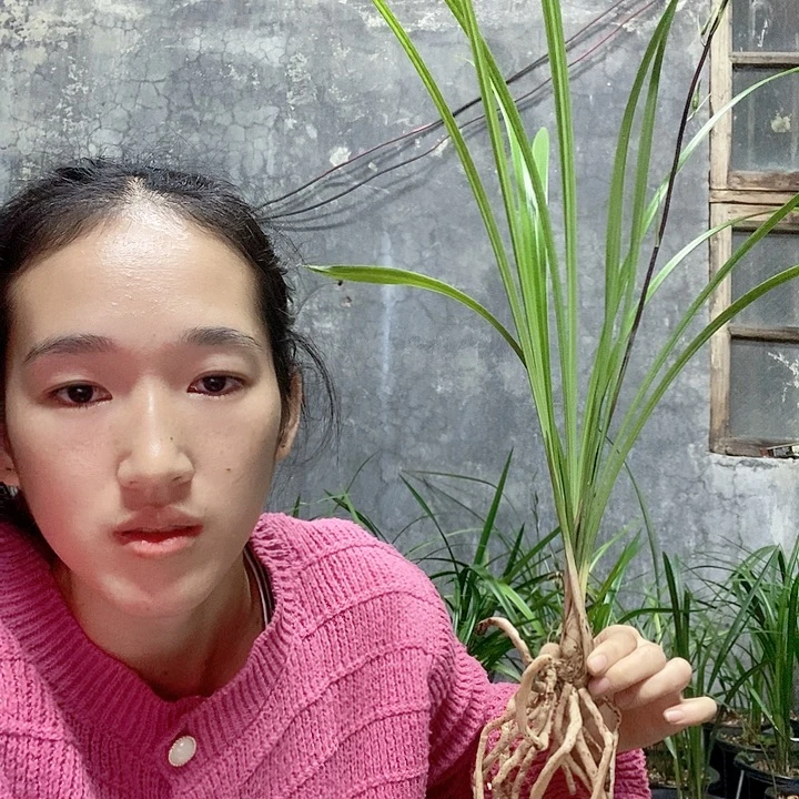 快***海完全开放大叶寒兰带花苞