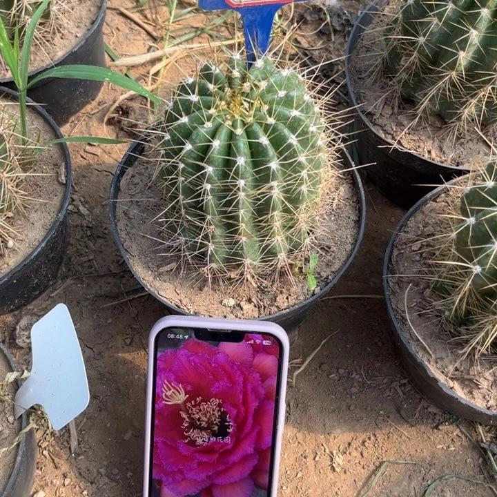 857。毛花柱702。。。