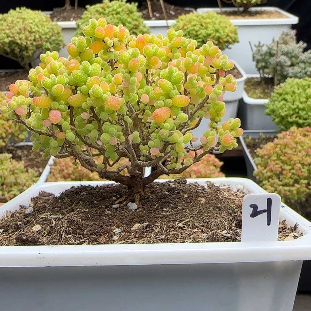 金桔糖球一物一拍