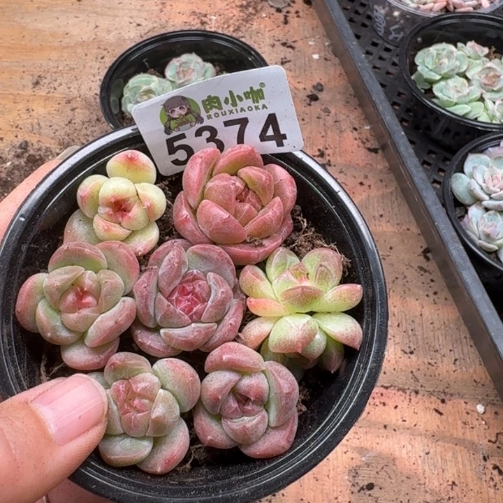 安****多肉植物多肉植物