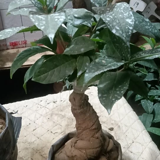 无花朵四季红花丹桂