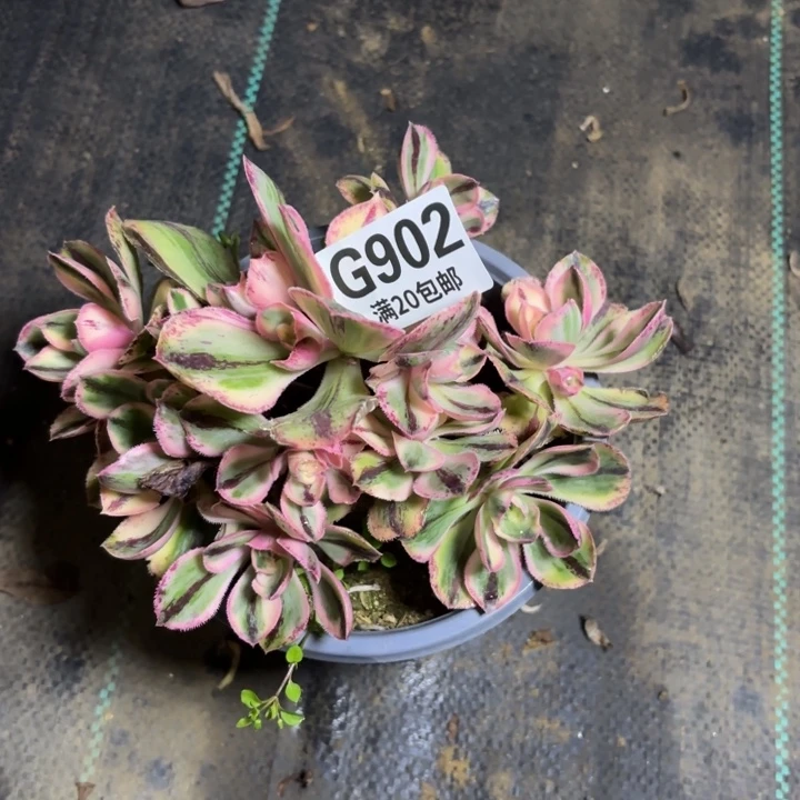 瑞妈一物一拍902