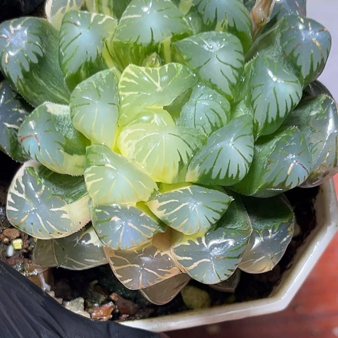 恭喜发财大吉大利858