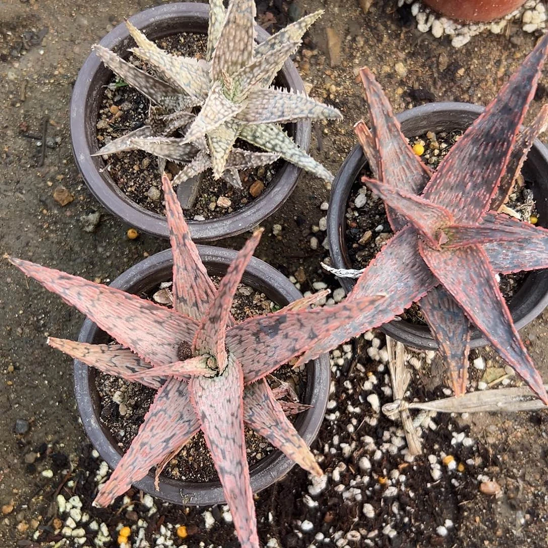多肉植物三颗芦荟