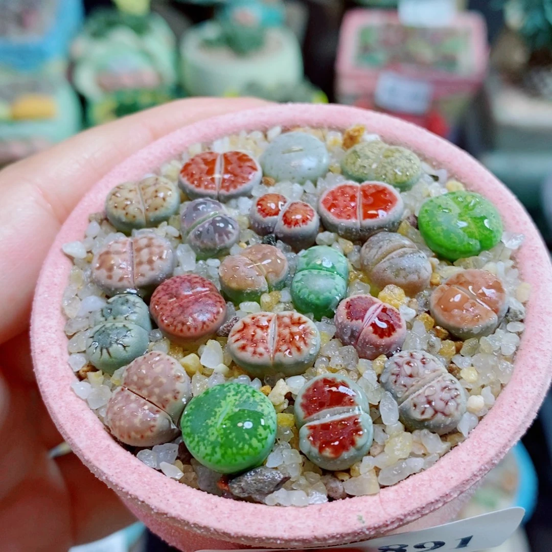 5***i生石花花花花花花花891