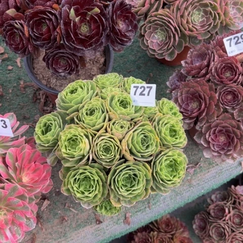 金***8727翡翠琉璃朵朵多肉，