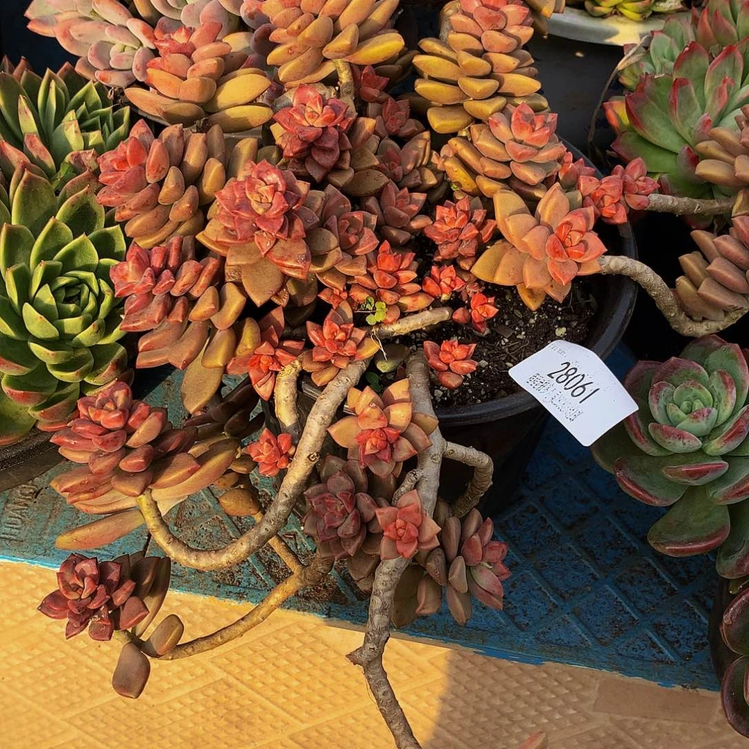 冷***漠姬笼月28061多肉多肉