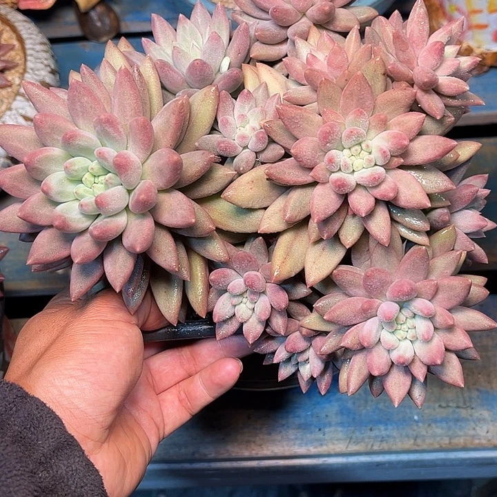 多肉植物一物一拍