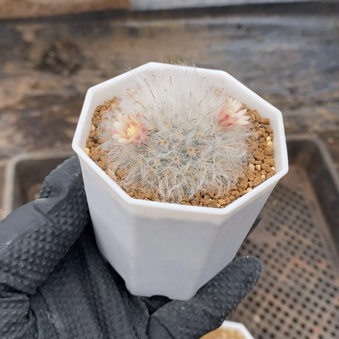 用****6白星白云高砂一组53号