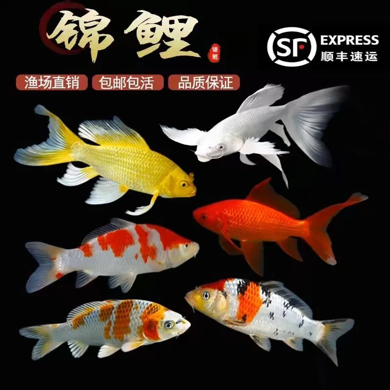 31-36花色丰富好养耐活冷水锦鲤观赏鱼