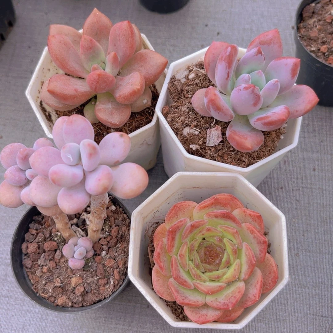 桃花源。奥普。桃蛋 粉恋