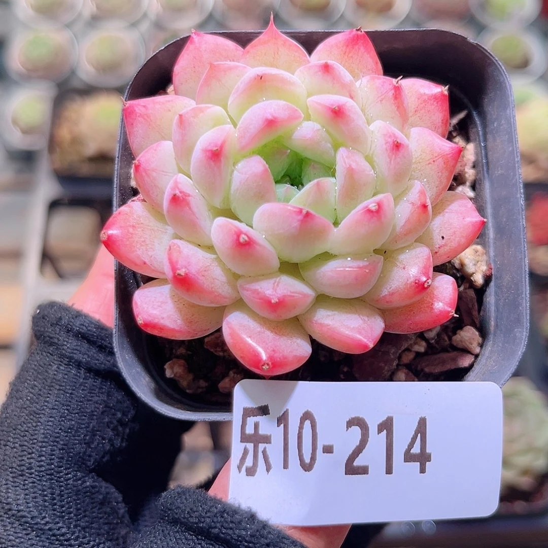 乐然10-214 白桃汽水