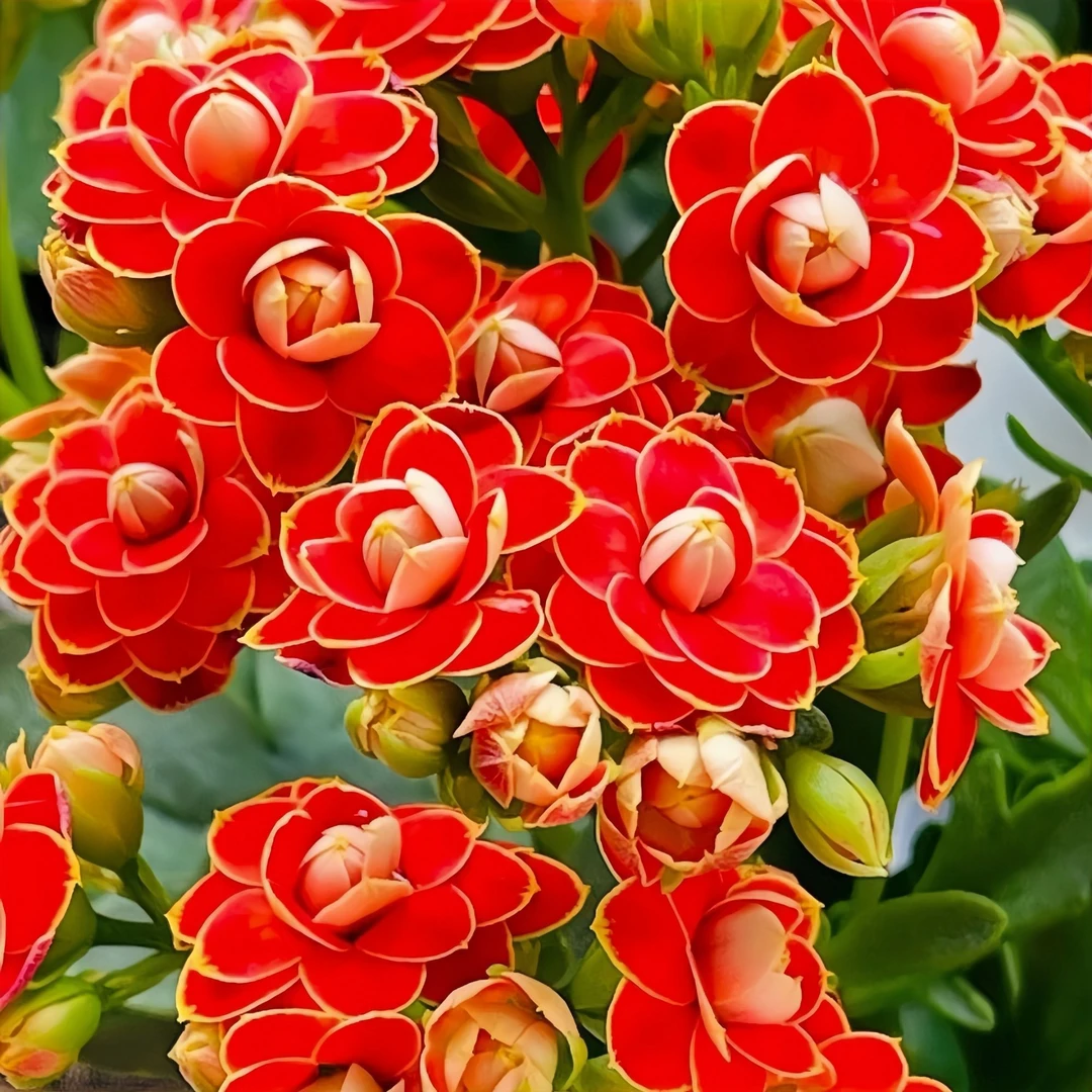 长寿花小苗【金狐狸】多肉绿植办公室桌面植物花卉盆栽新手好养懒人