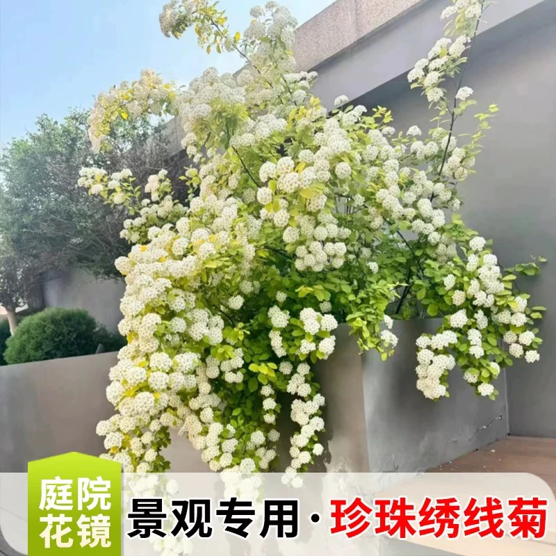 淡蓝花园【黄金喷泉】绣线菊盆栽-灌木庭院观花观叶花卉地栽植物
