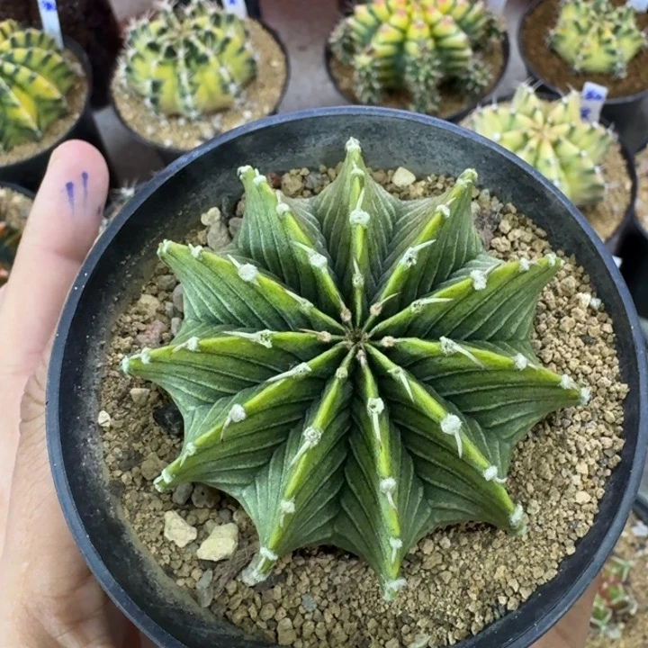 黄体肋骨福利大漏