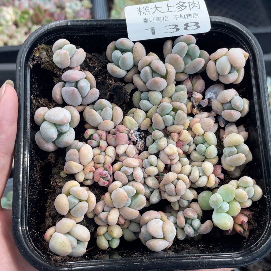 糕大上多肉植物138