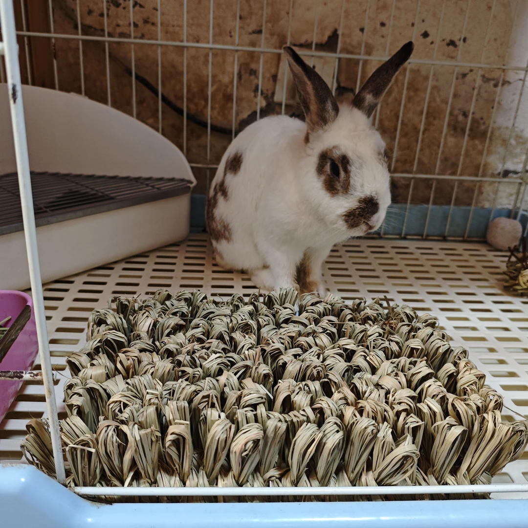 【自由森林】手工编织提摩西草藏食玩具草垫 兔子龙猫提摩西草制作