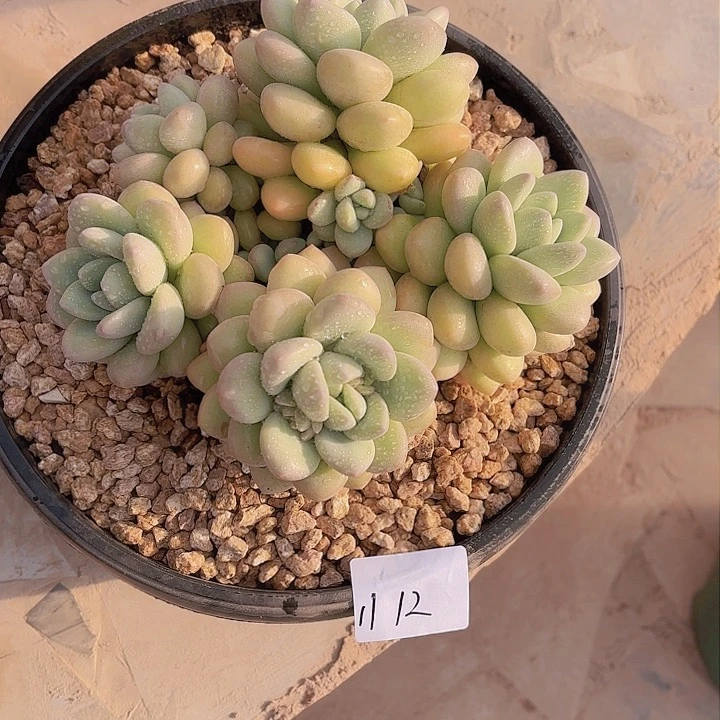 ?***比1112泡泡糖多肉植物