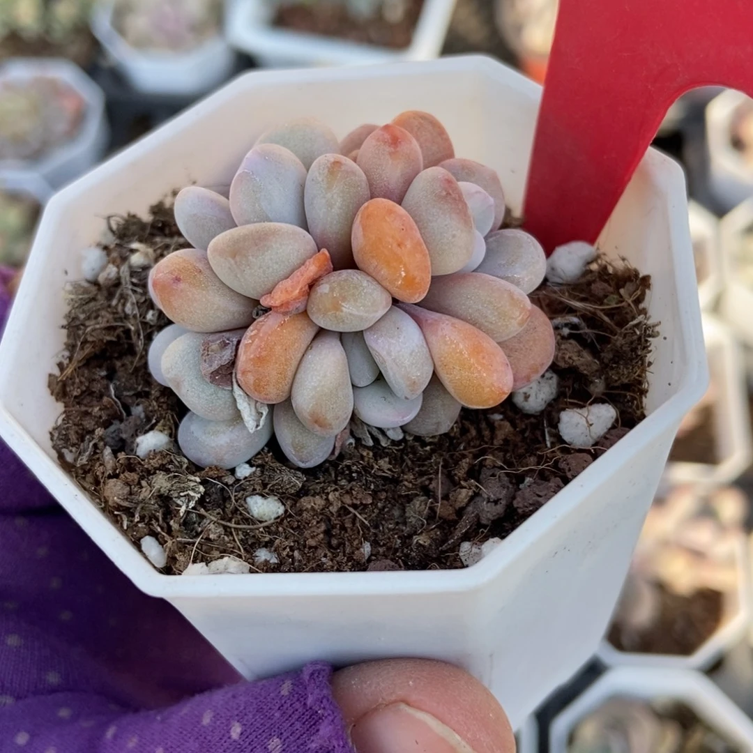 650粉兔多肉植物多肉