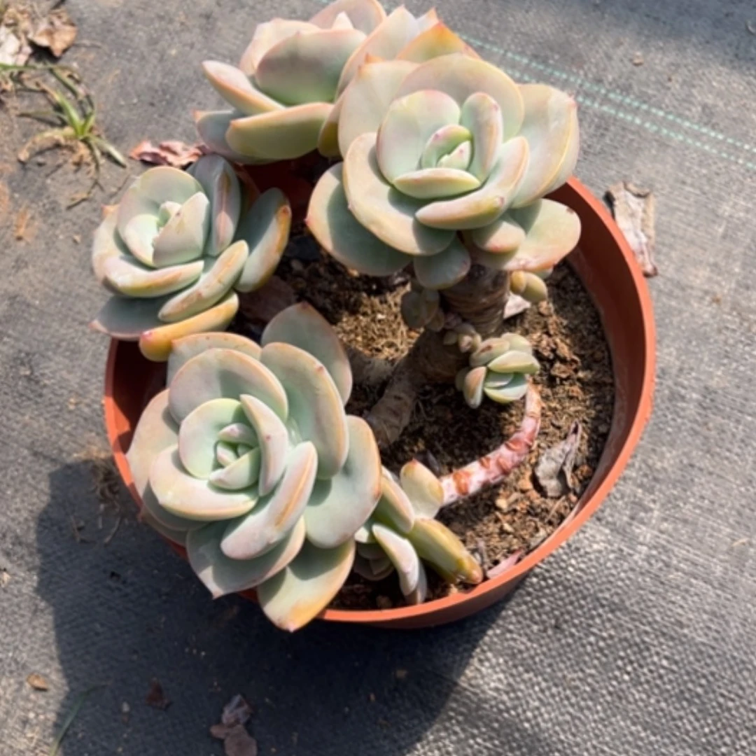 【闪购商品】不*白凤