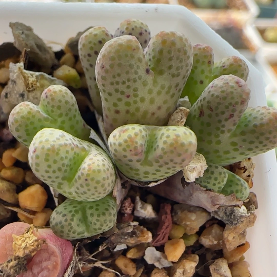 7303 大白多肉植物园