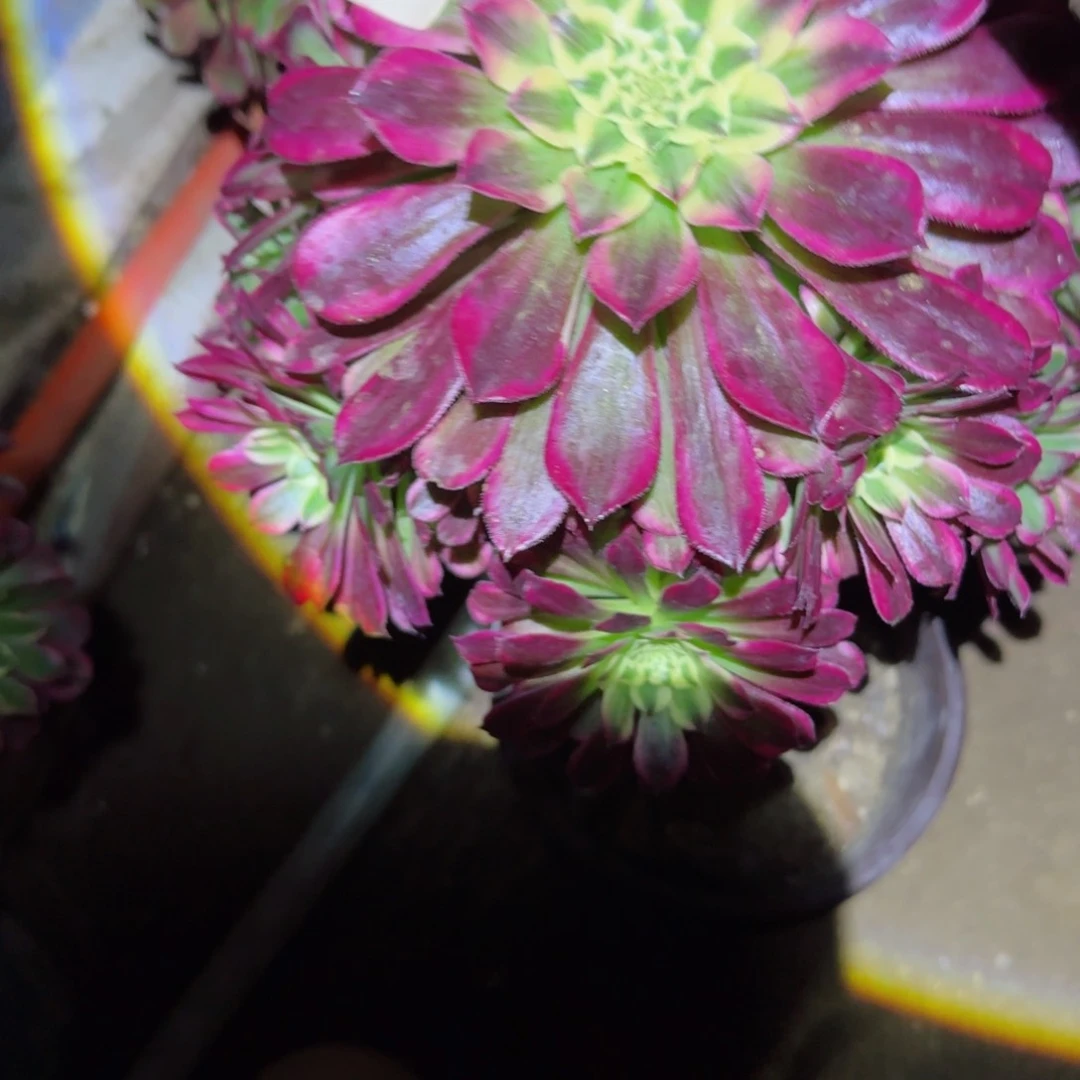 天合法师多肉035