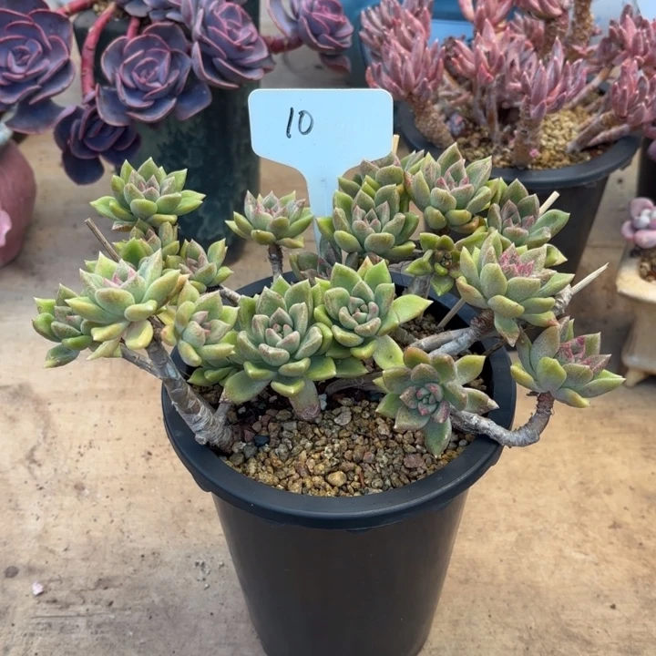 多肉植物，璀璨10号