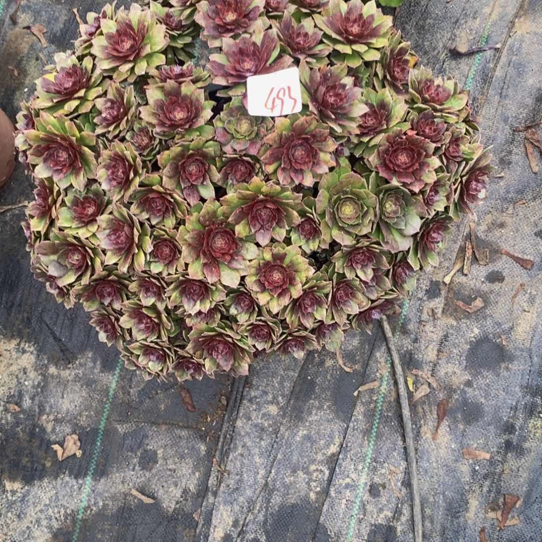 依**白493多肉法师植物红丝绒