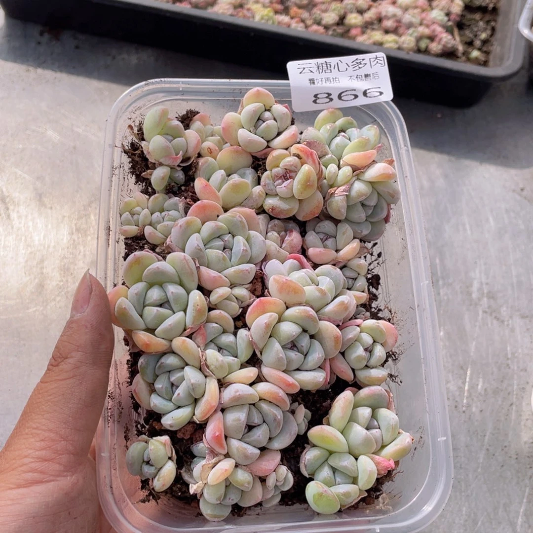 云糖心多肉植物866