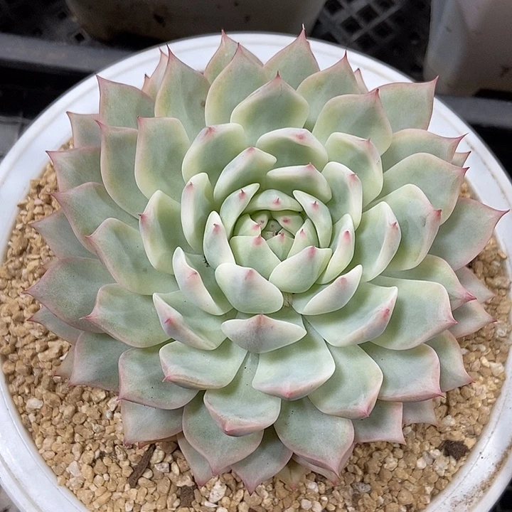 蒂比锦多肉植物的