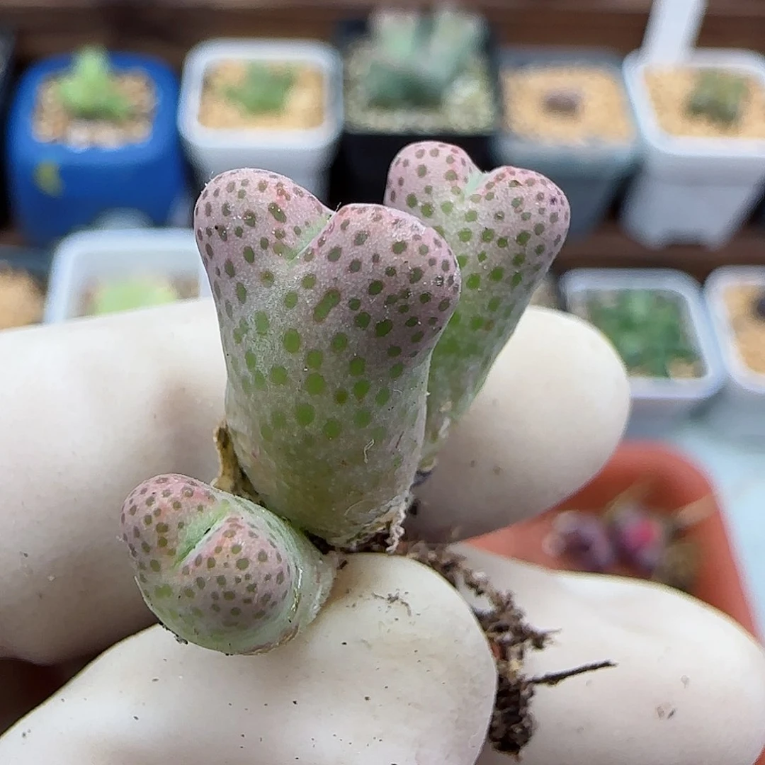 303园艺优选红斑马