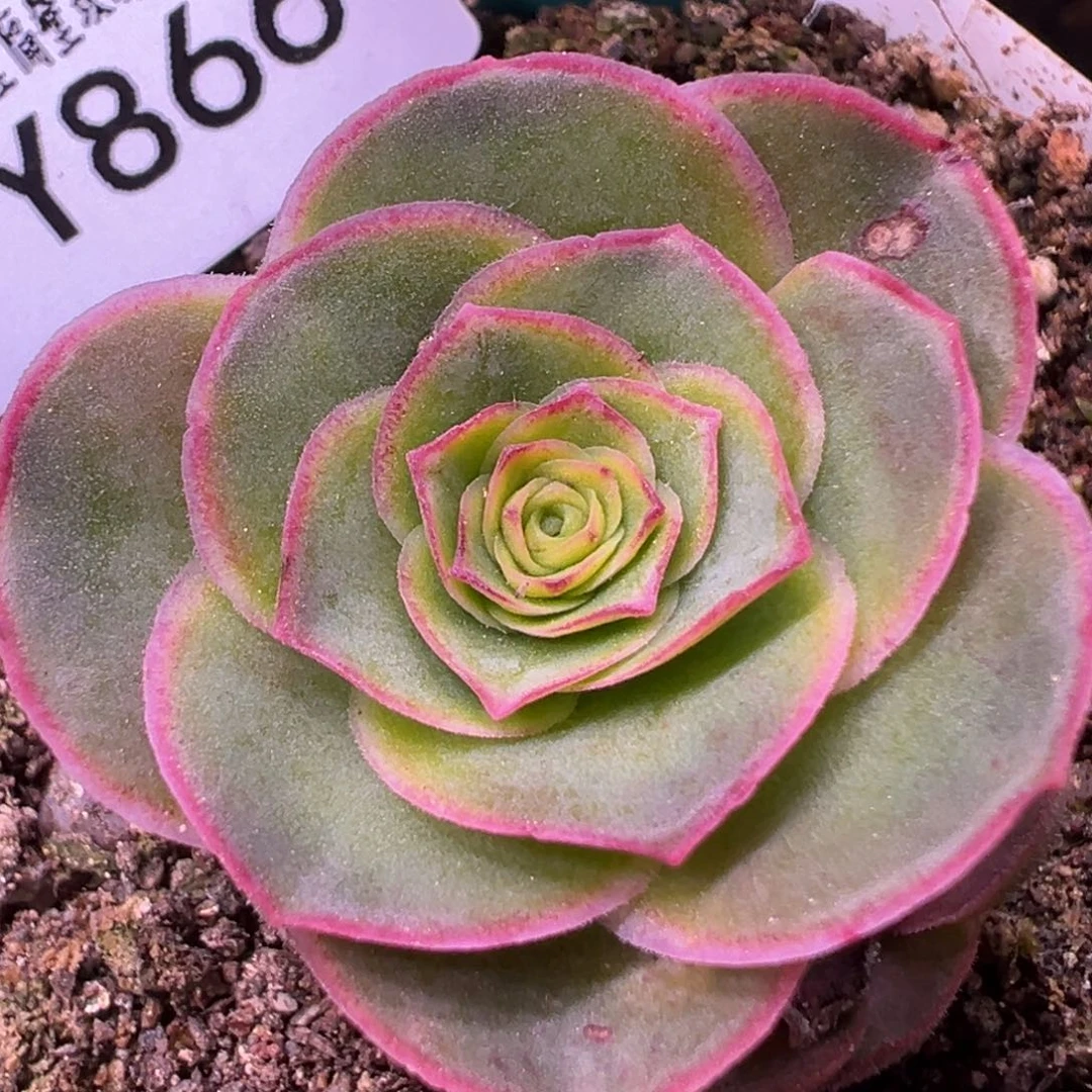 杨866 梅萦x各种。群生