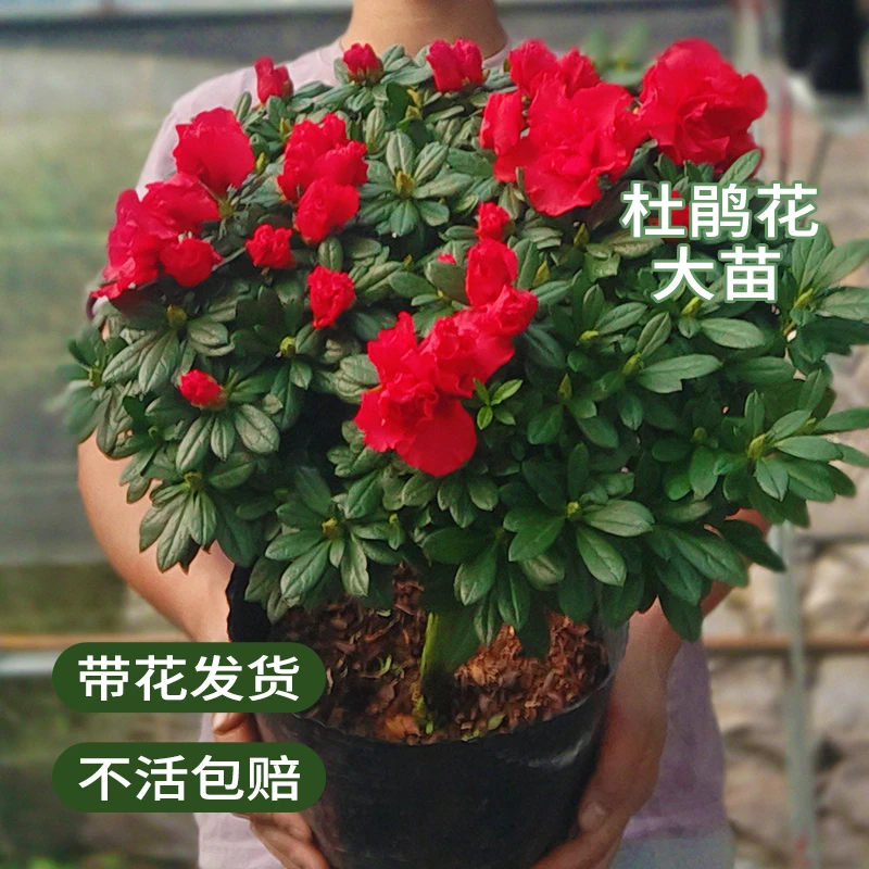 比利时杨梅红杜鹃花盆栽好养带花苞四季开花客厅阳台室内盆栽绿植