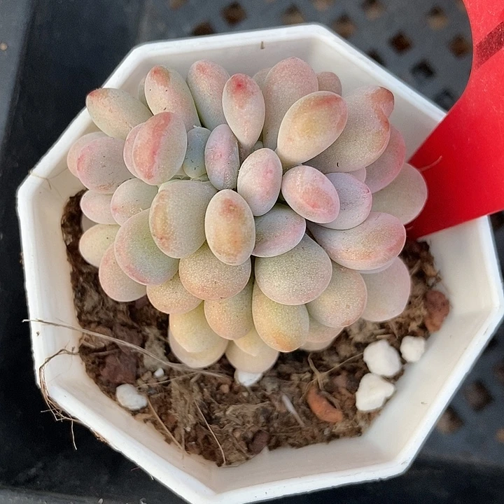 多肉植物粉兔缀1733