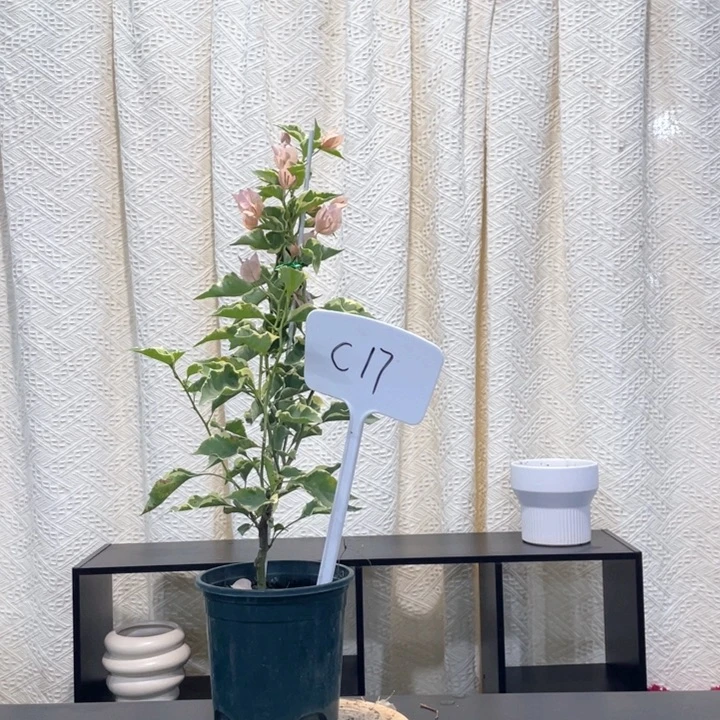 大量花朵（建议范围：8朵-15朵 或40%以上）马斯C17