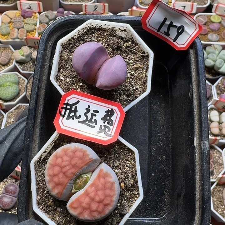 旋***！生石花11111。  159