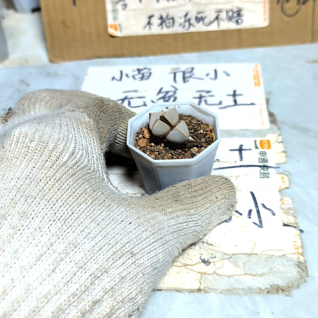 满9元包邮，魔域小