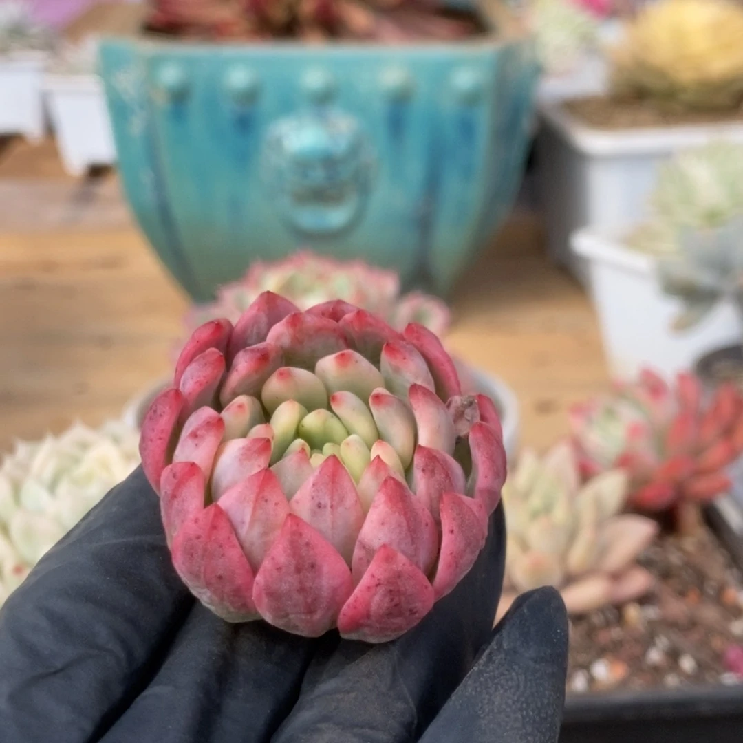 013蓝苹果头盖锦锦锦锦锦