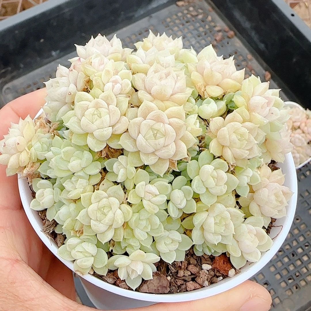 1223-6（ht-39）优选