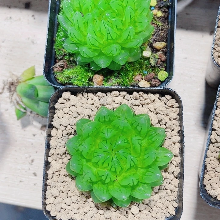 蝉翼雨露新手好养的