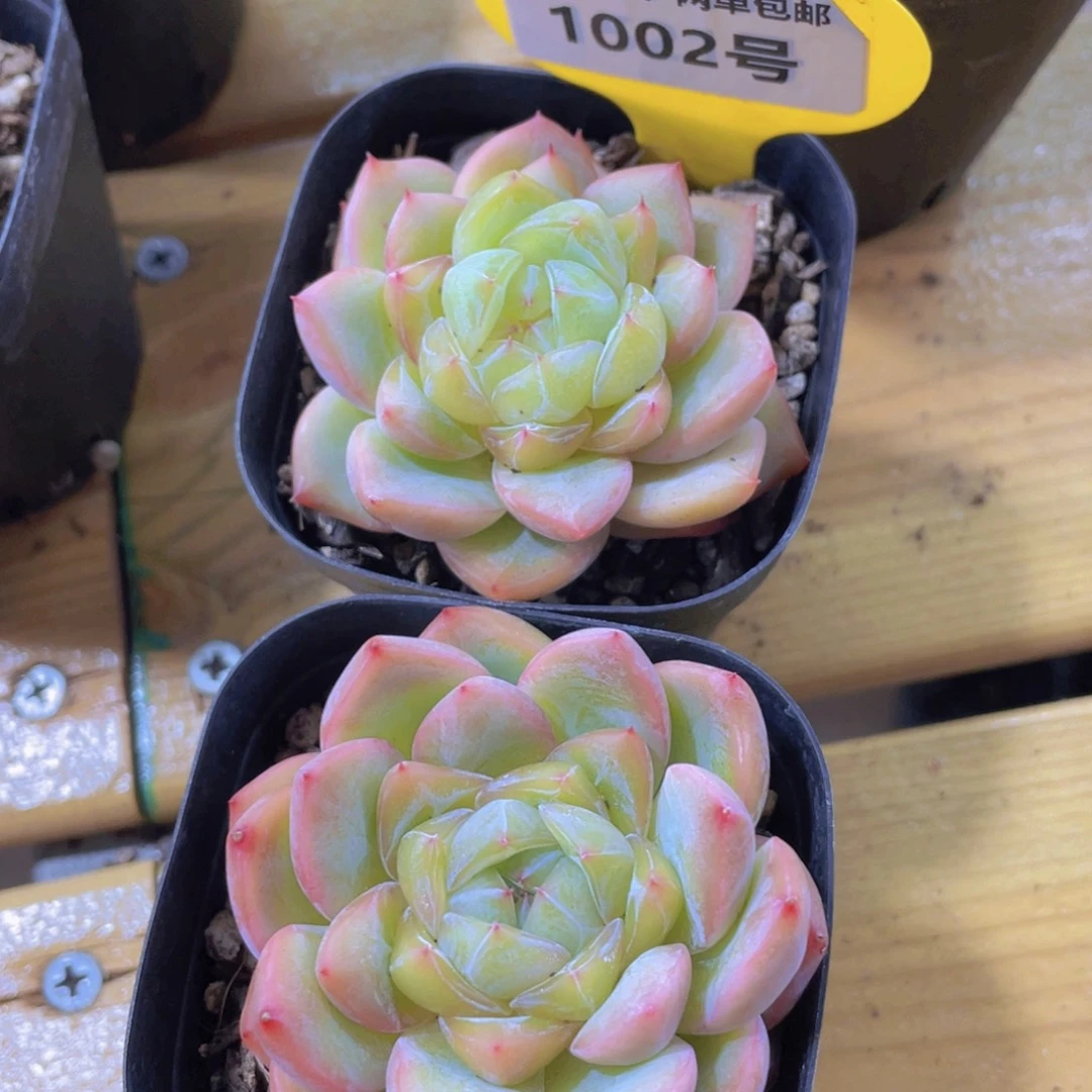 1002号 睫毛珍妮海洋之心单头一个